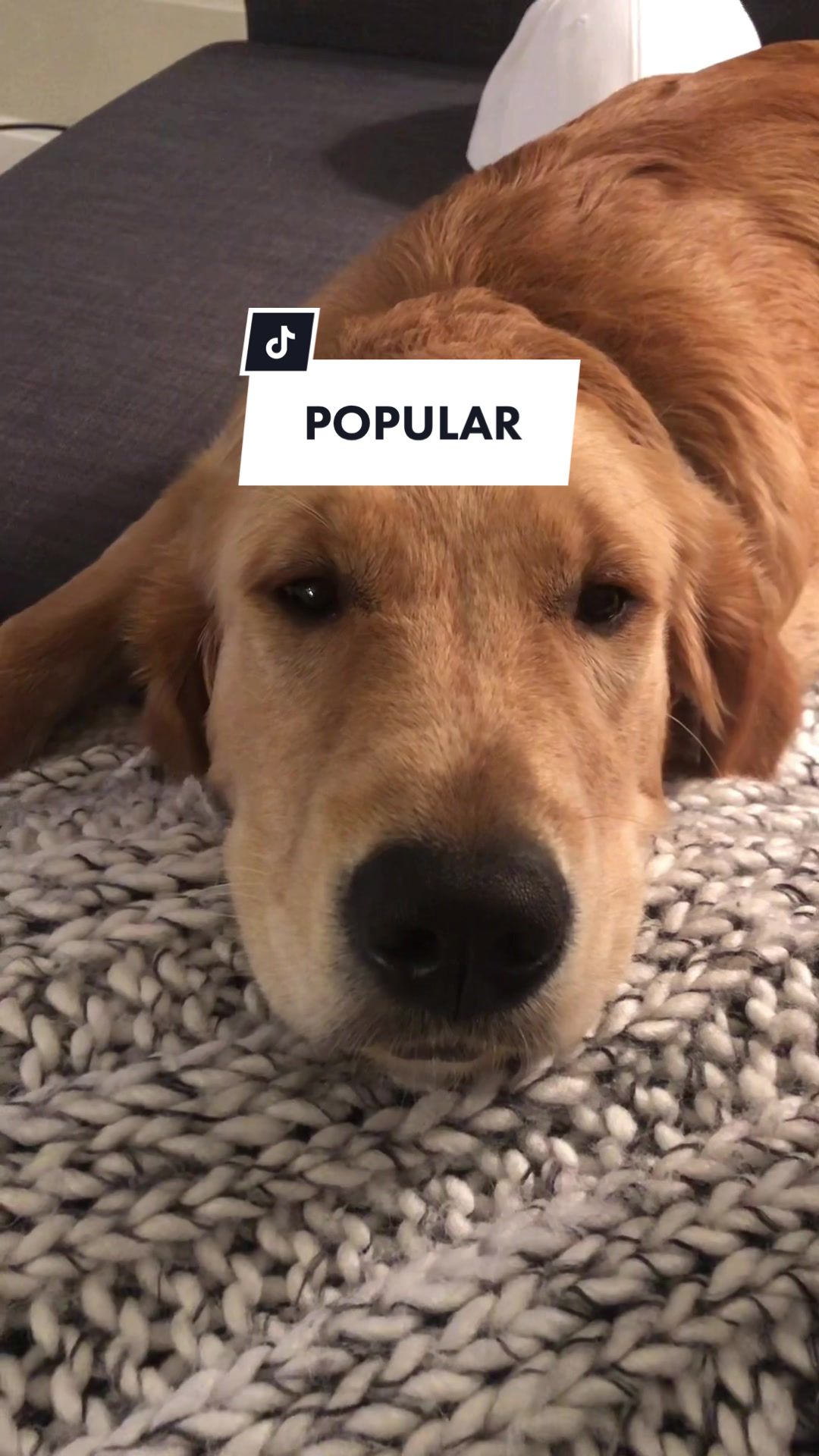@riley_the_nugget