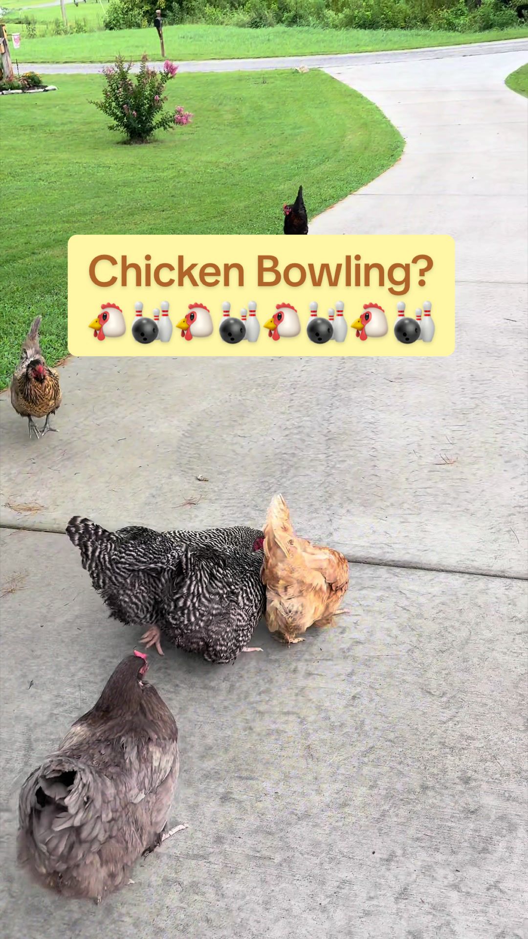 @Amy Jo | Eggnigma Holler 🐔