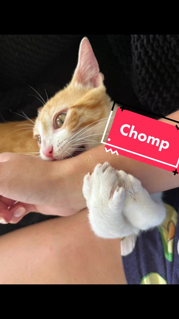 @The Fur Babies 🐈 🐈&zwj;⬛ 🐕