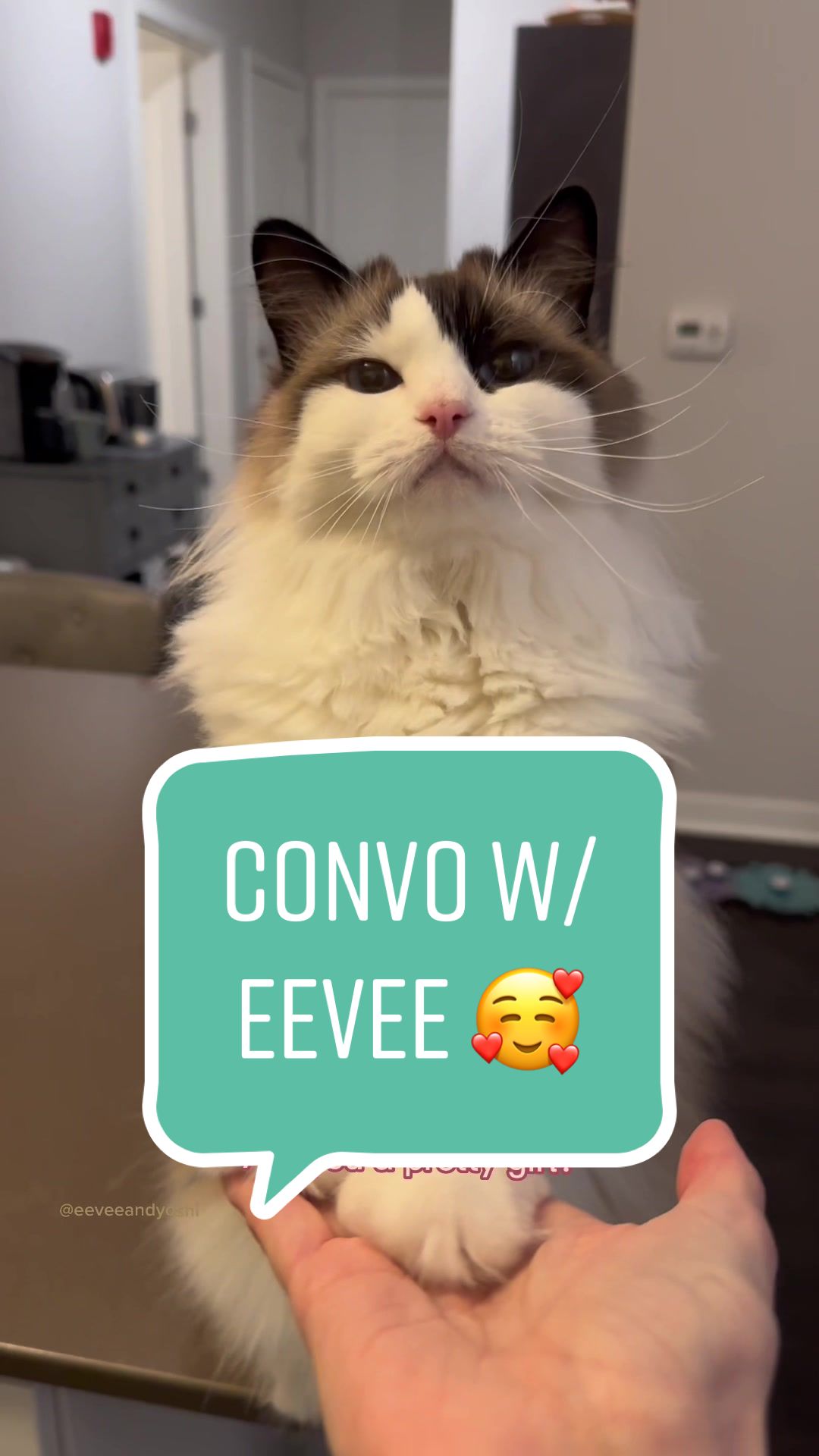 @Eevee, Yoshi & Waffles