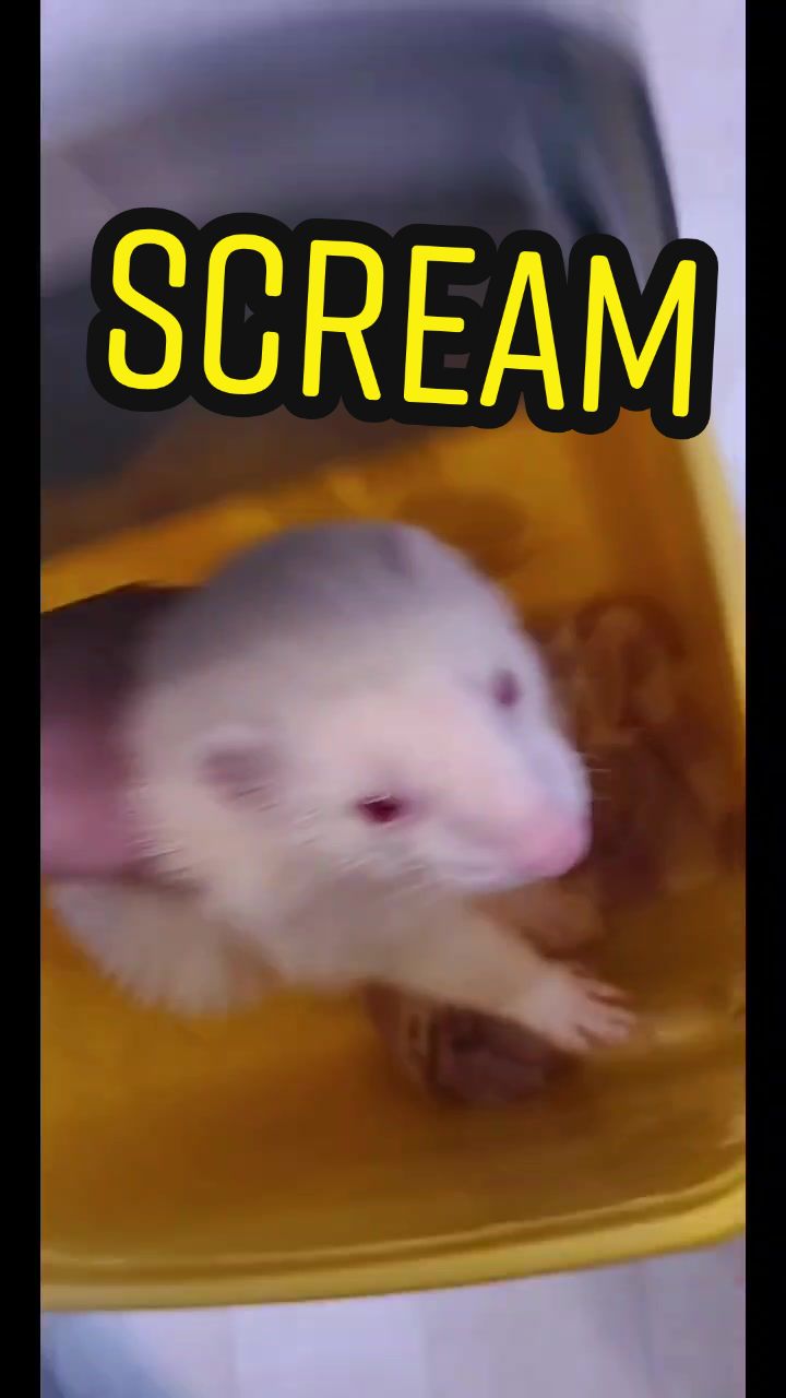@Fuchsia