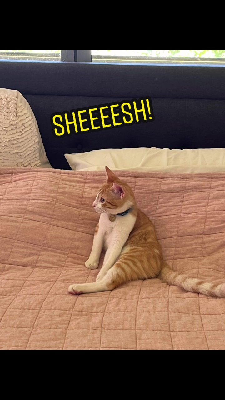 @The Fur Babies 🐈 🐈&zwj;⬛ 🐕