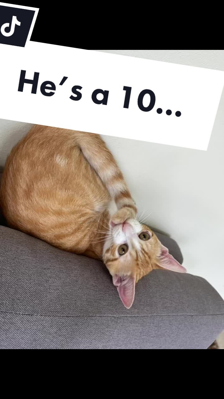 @The Fur Babies 🐈 🐈&zwj;⬛ 🐕