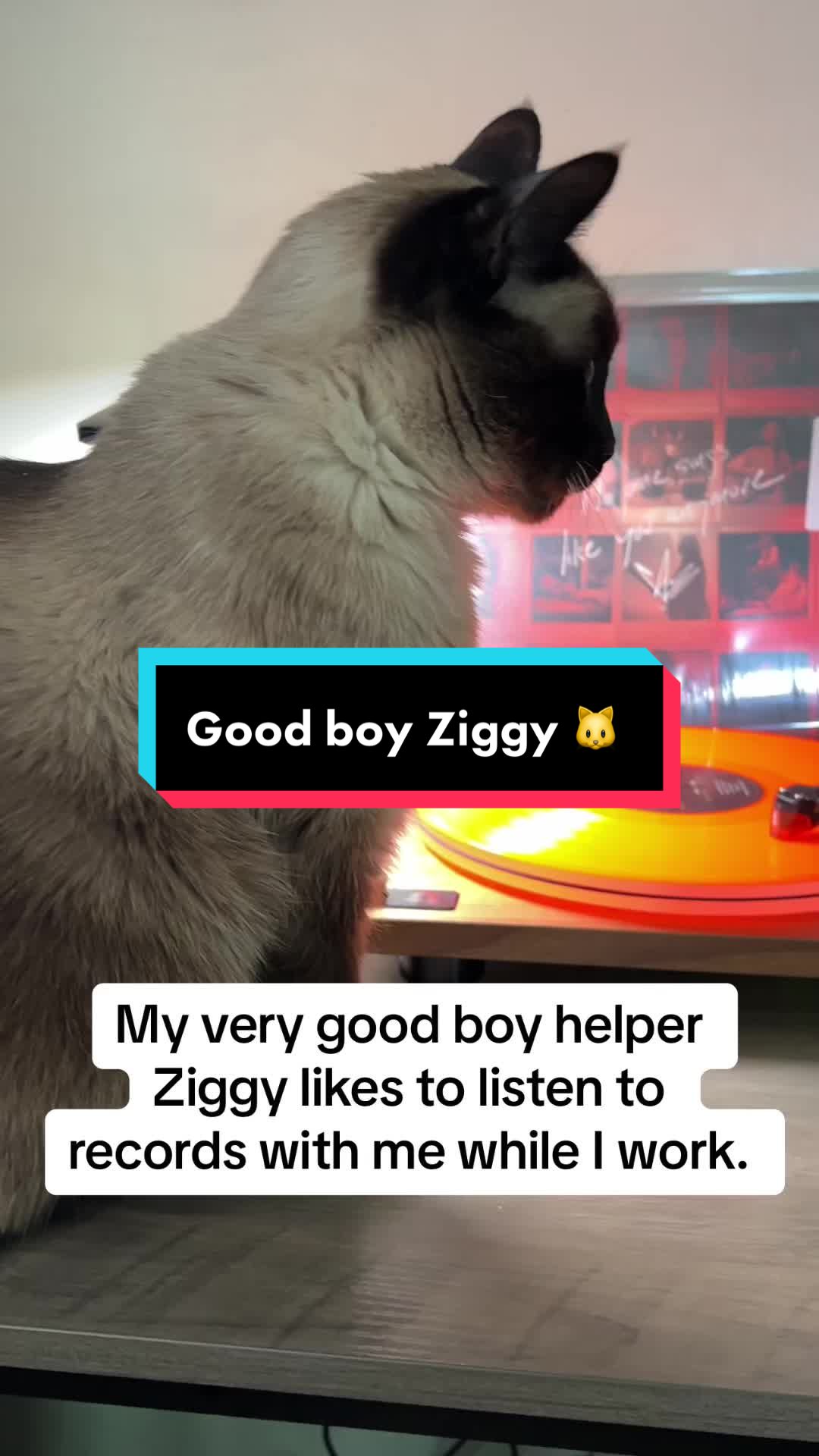 @bizzydesigner