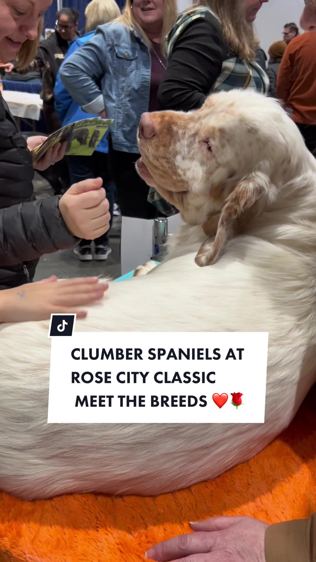 @Rainsway Clumber Spaniels