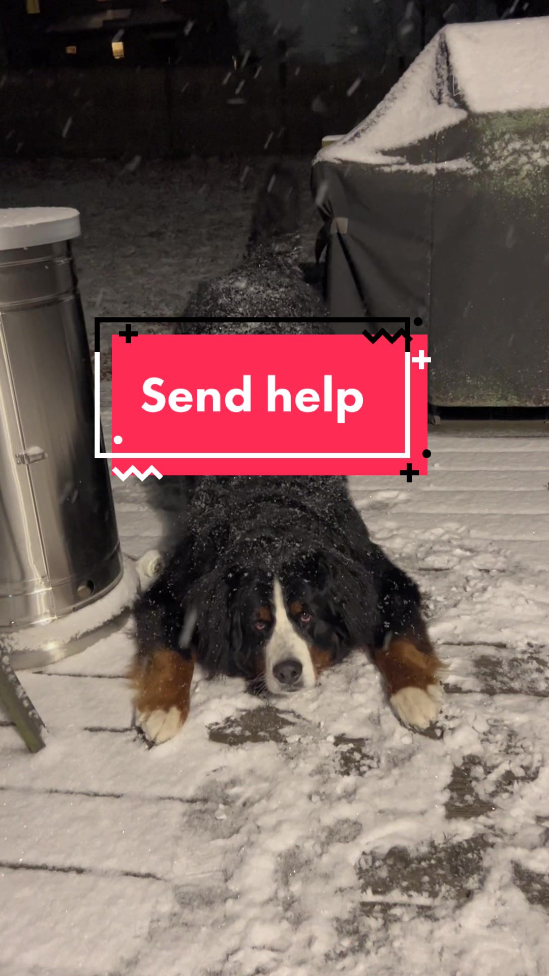 @Ivy the Berner