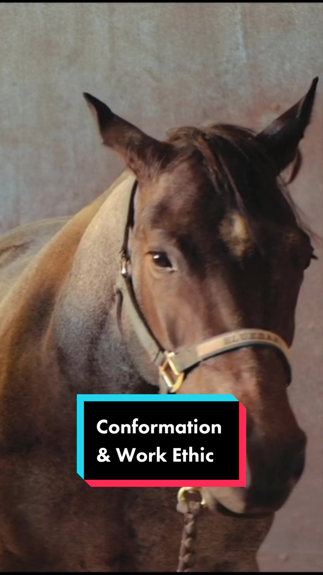 @Fit Equine