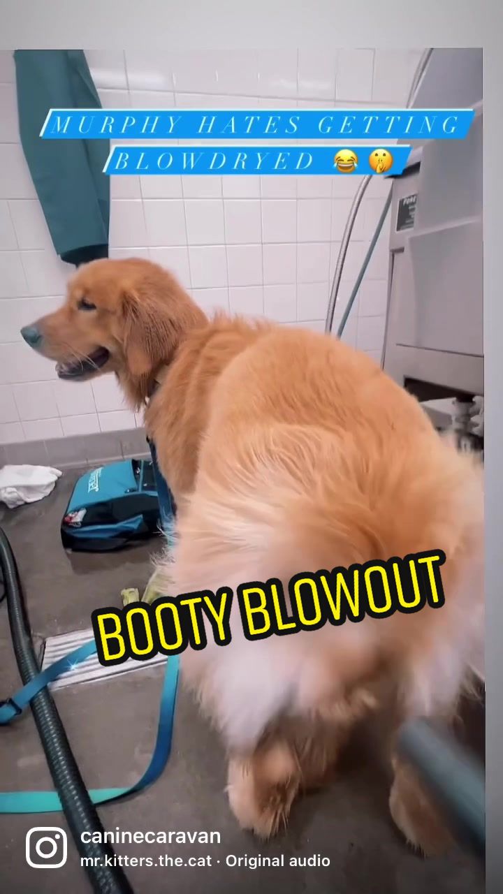 @caninecaravan615