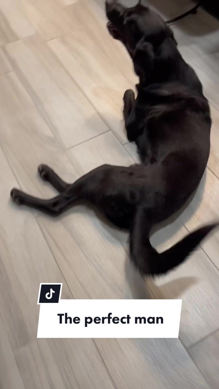 @Huxley Knox the Black Lab