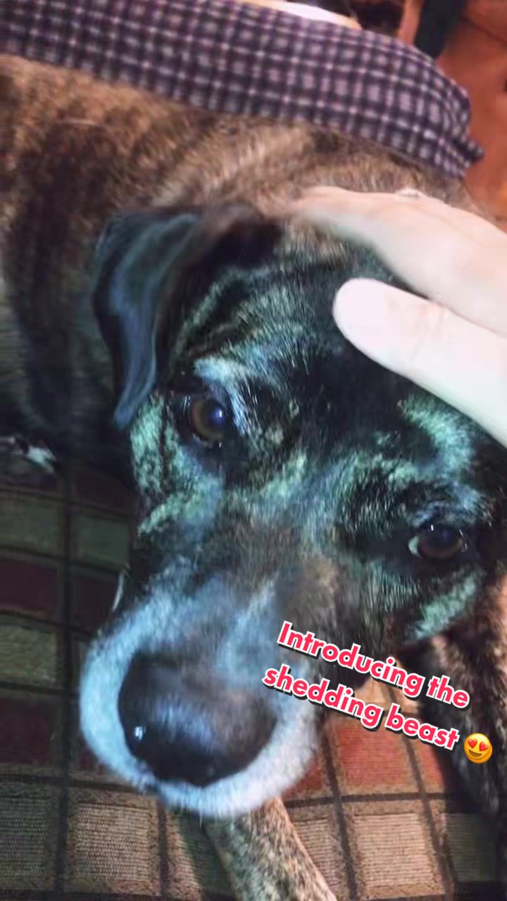 @Dollie the Doggo🐶