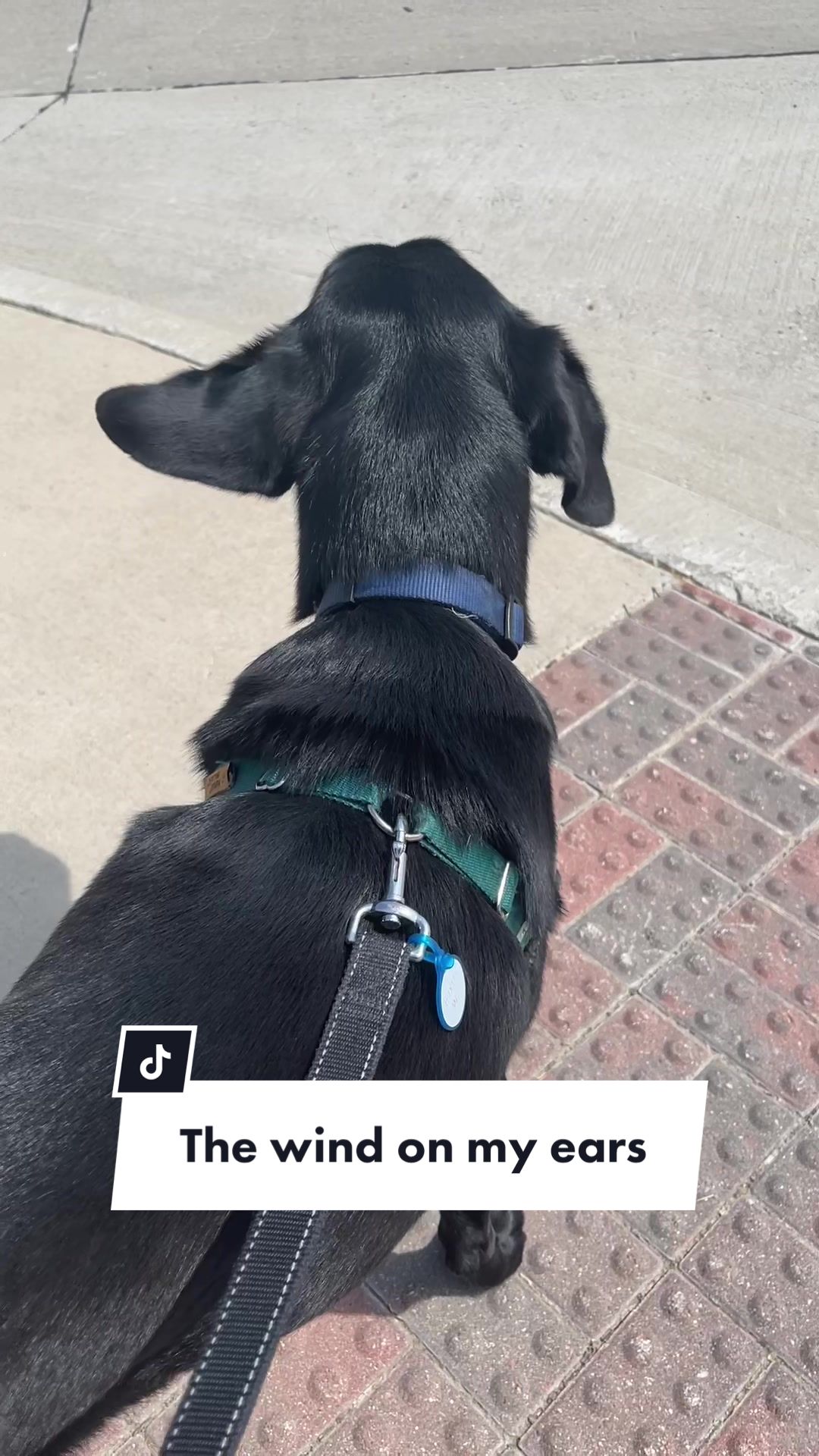@Huxley Knox the Black Lab