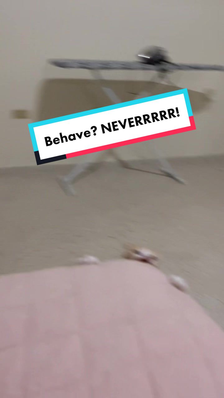 @The Fur Babies 🐈 🐈&zwj;⬛ 🐕
