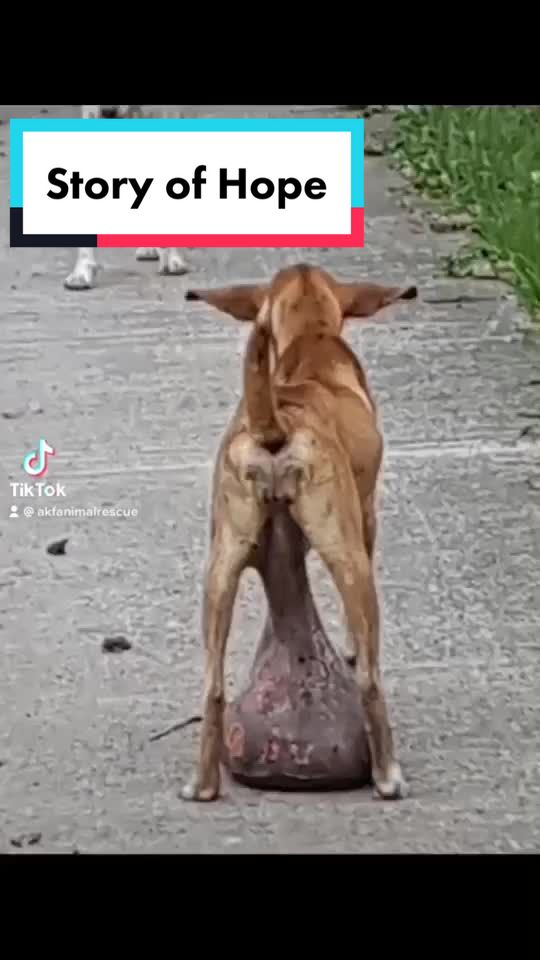 @AnimalKingdomFoundation
