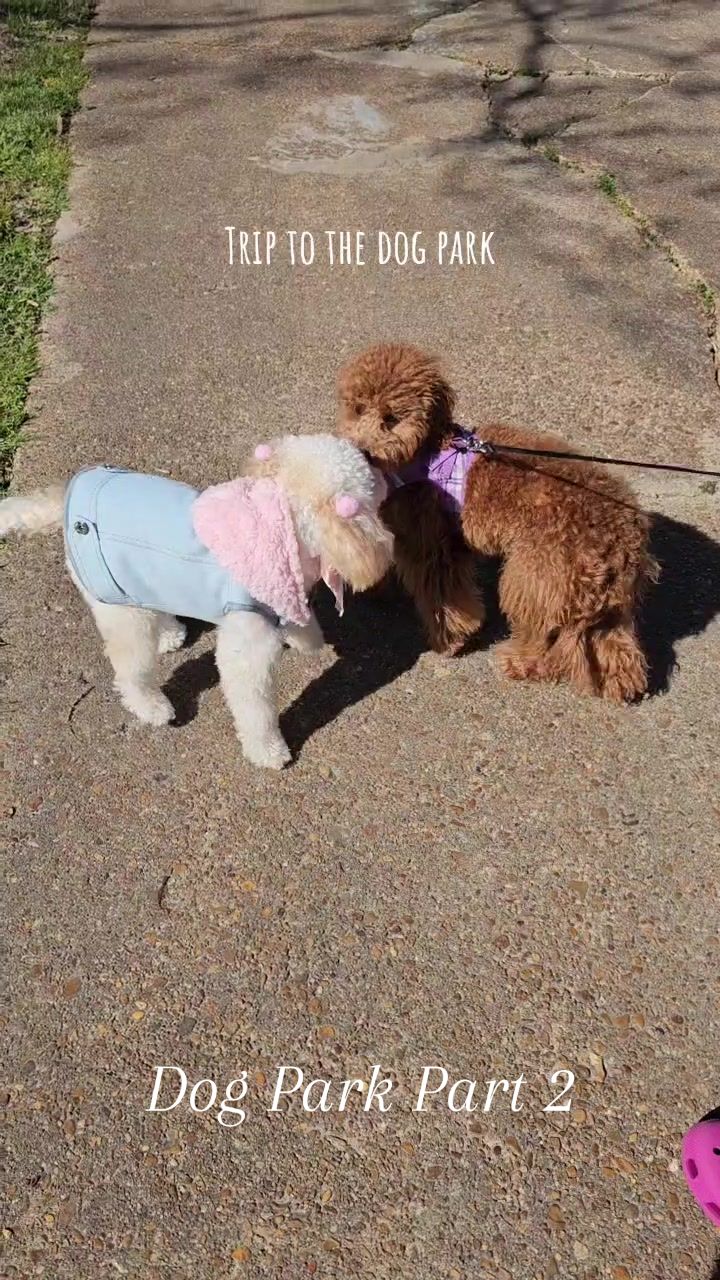 @Summer Rose The Poodle