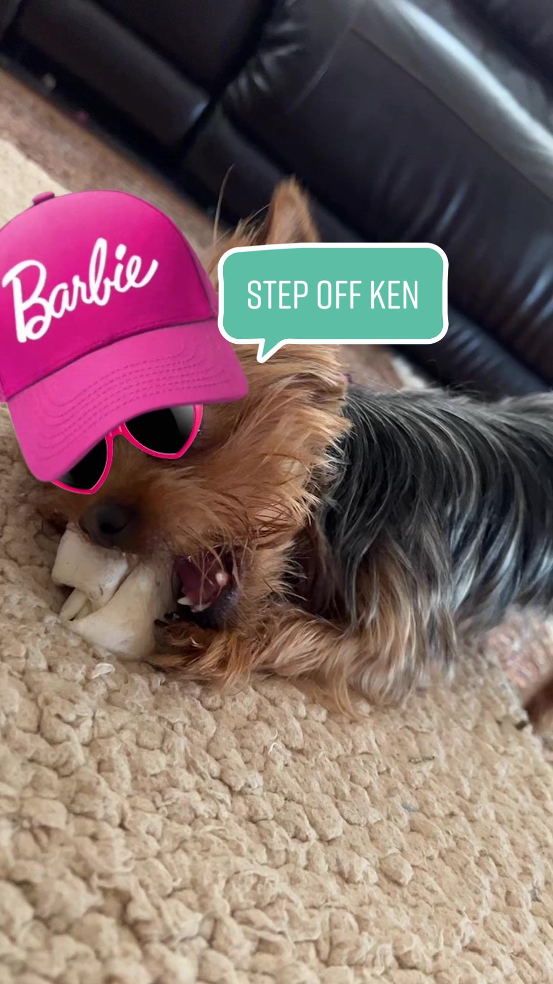 @YorkieKissKiss