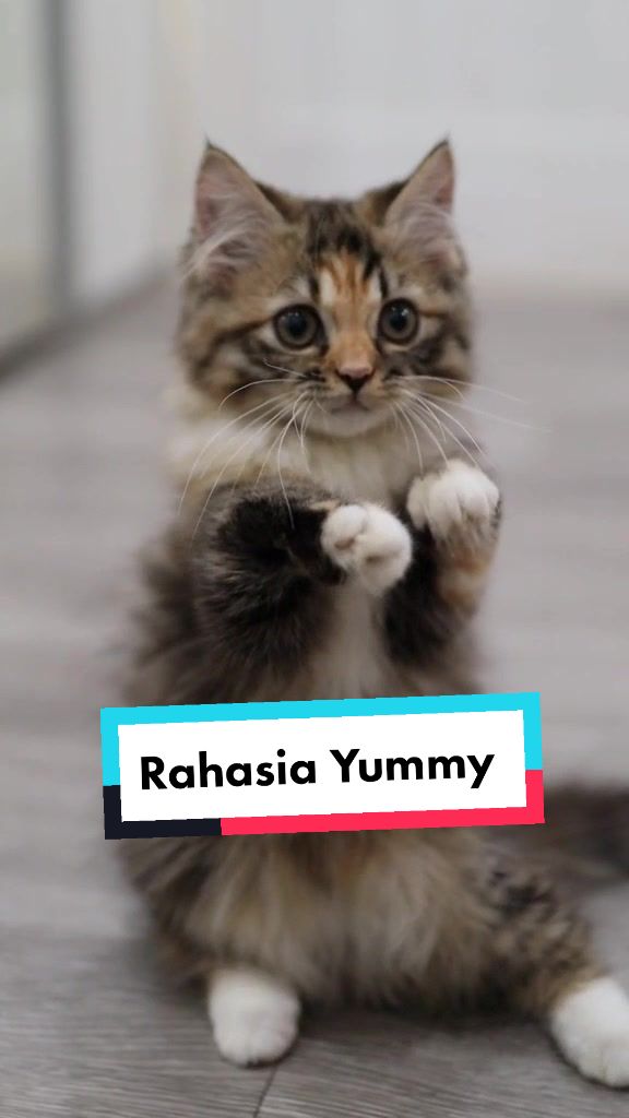 @Nekopethouse - Adopsi Kucing