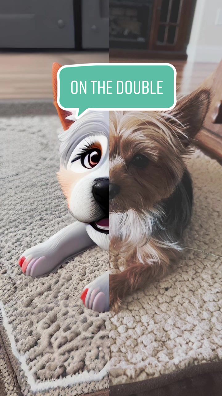 @YorkieKissKiss