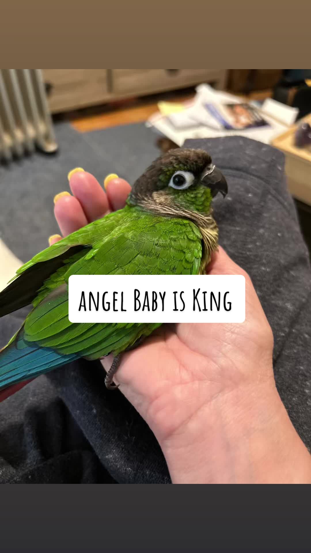 @Animal Antics
