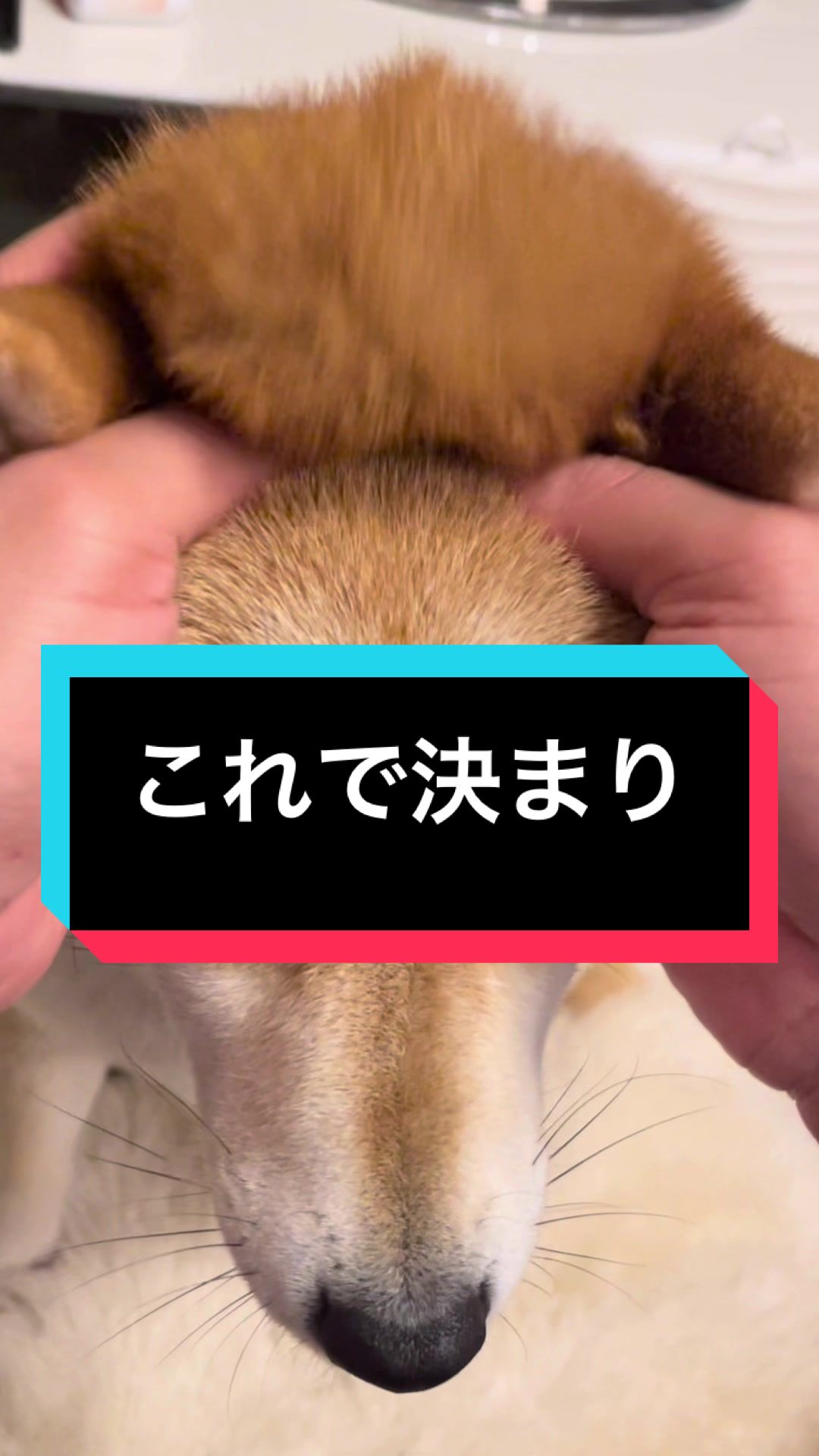 @🧿Mamidogs🧿