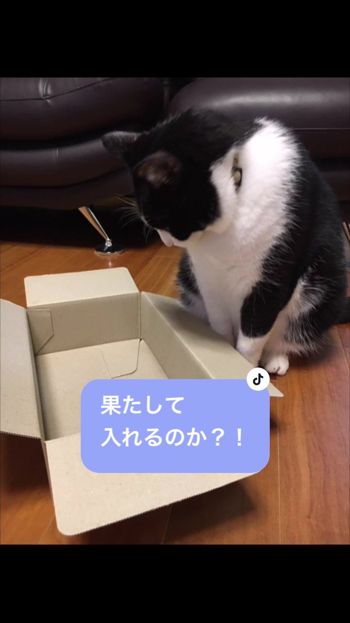 @ねこまみれ