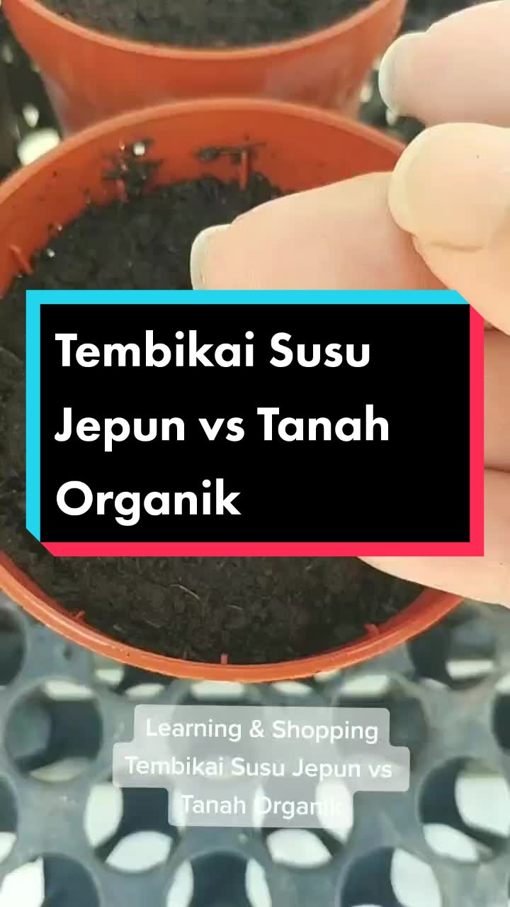 @Kakak Rose