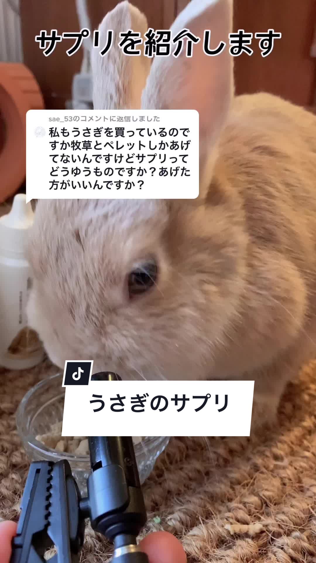 @うさぎと暮らす田中