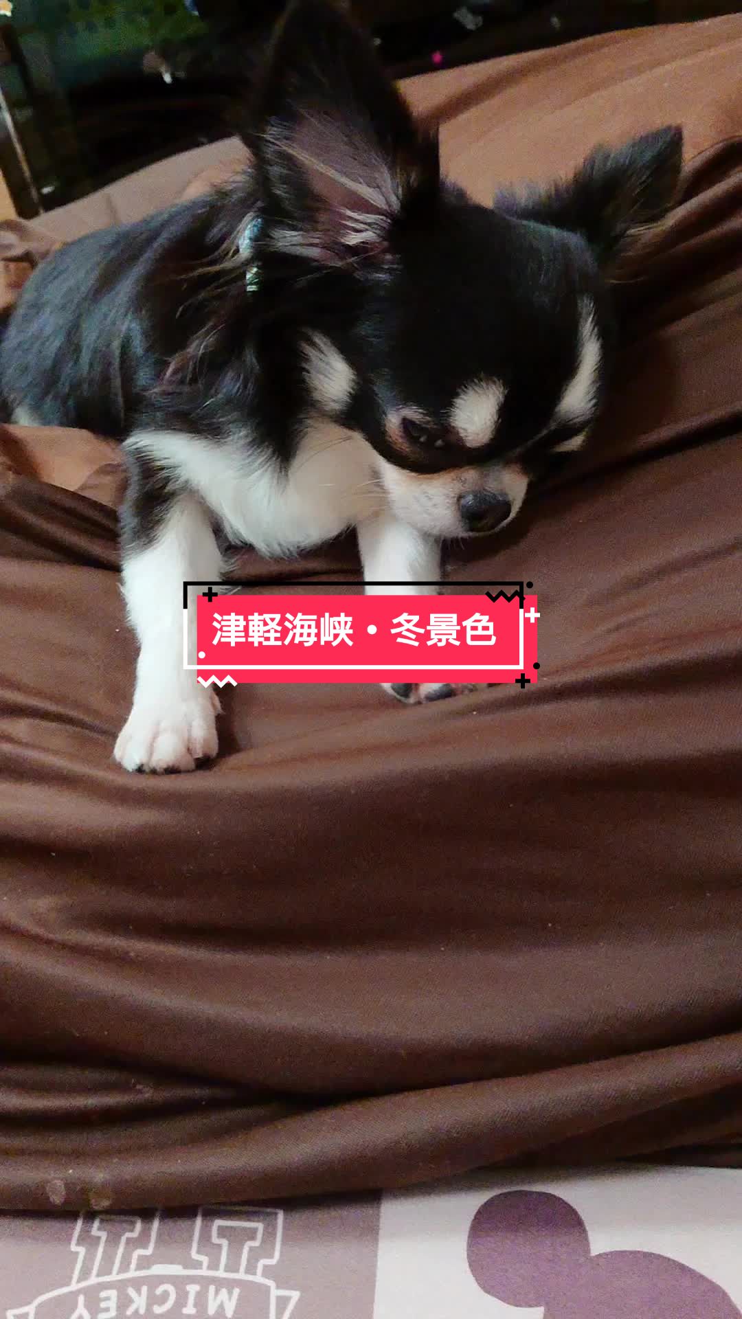 @ニンニン🐶🩵🍀