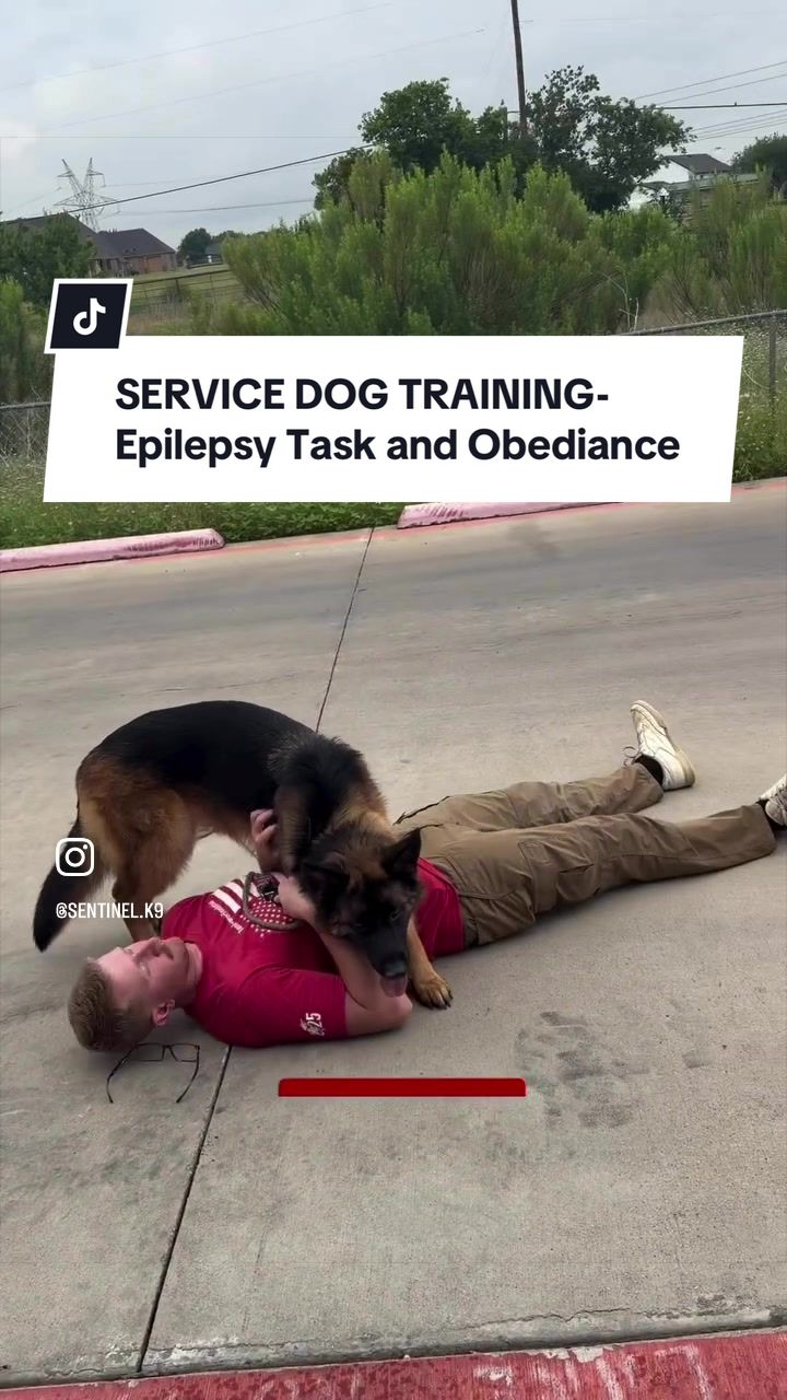 @Sentinel K9 | Dog Training
