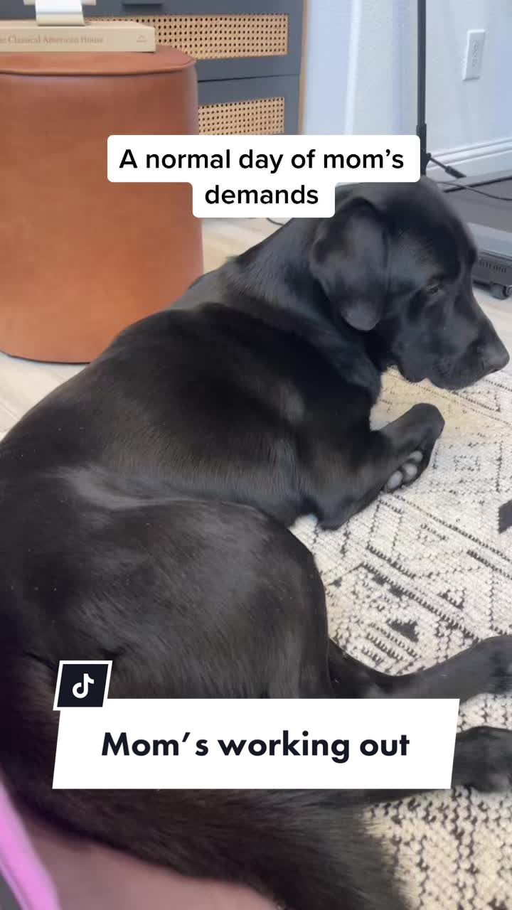 @Huxley Knox the Black Lab