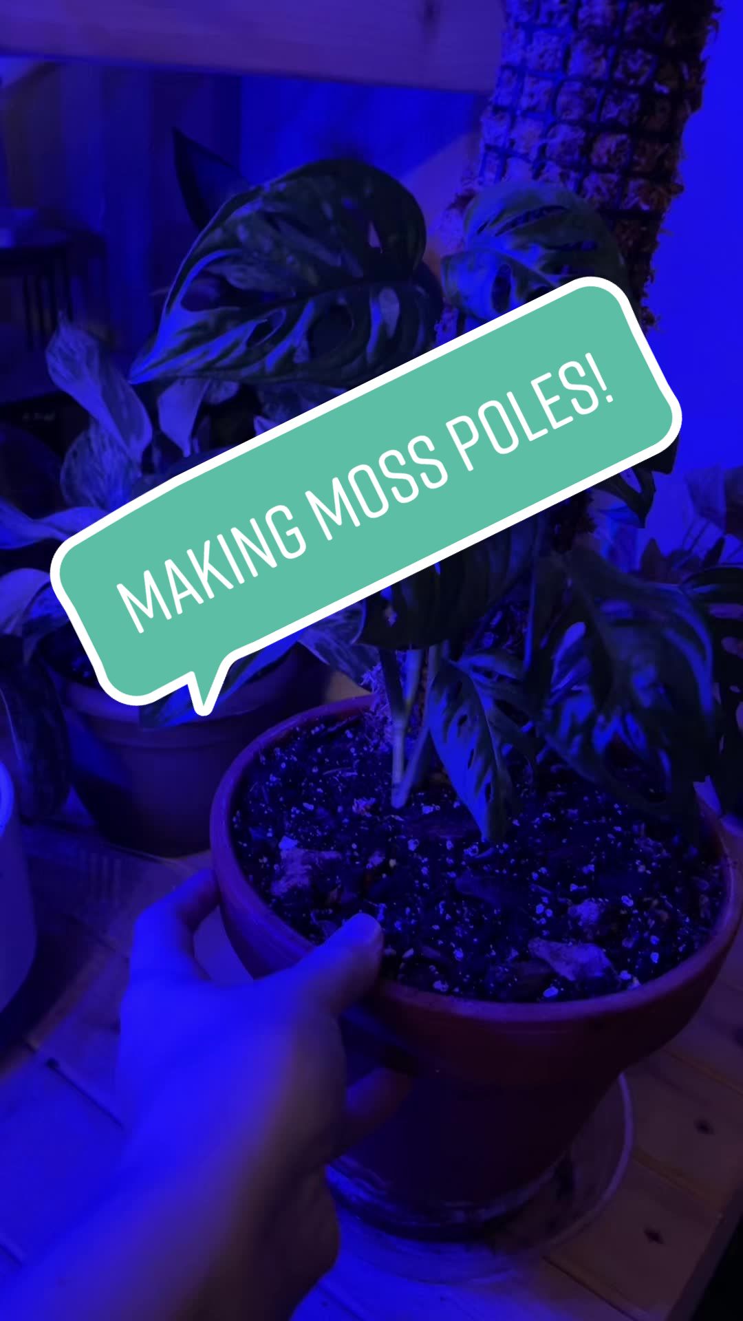 @plants 🌿