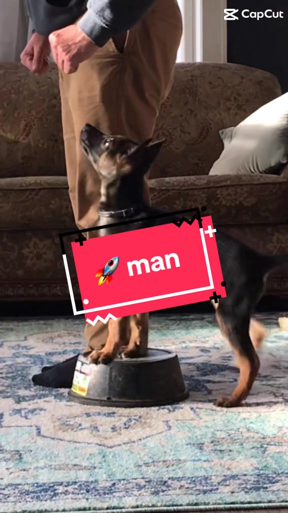 @DivineCanineDogTraining