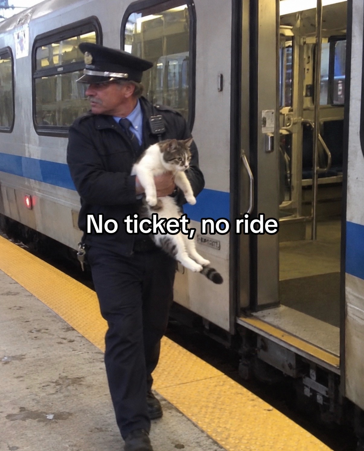 @cat memes