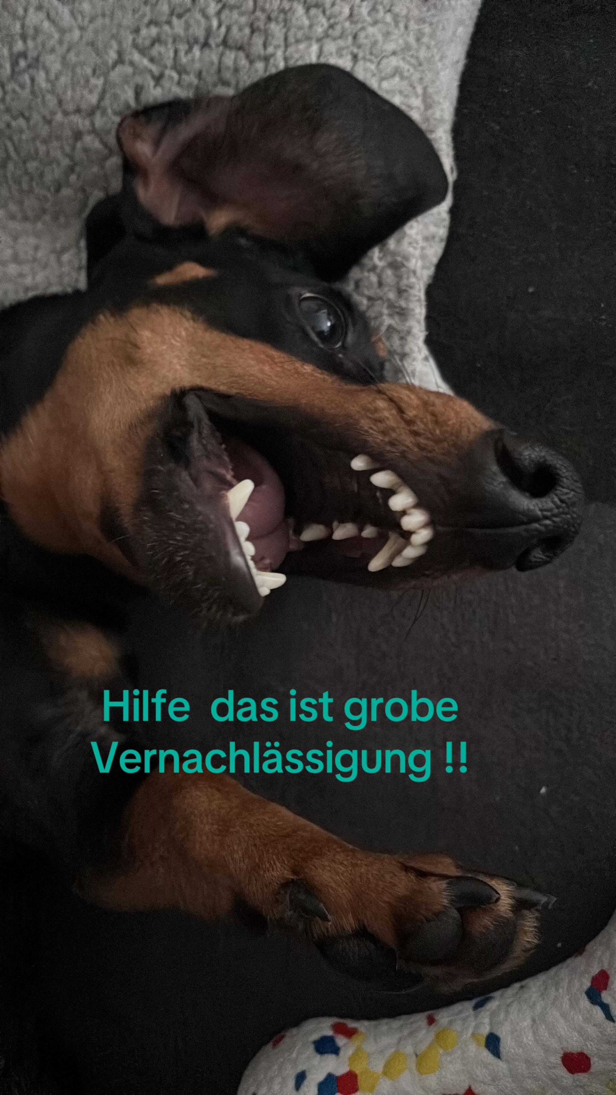 @bridda /Rudi