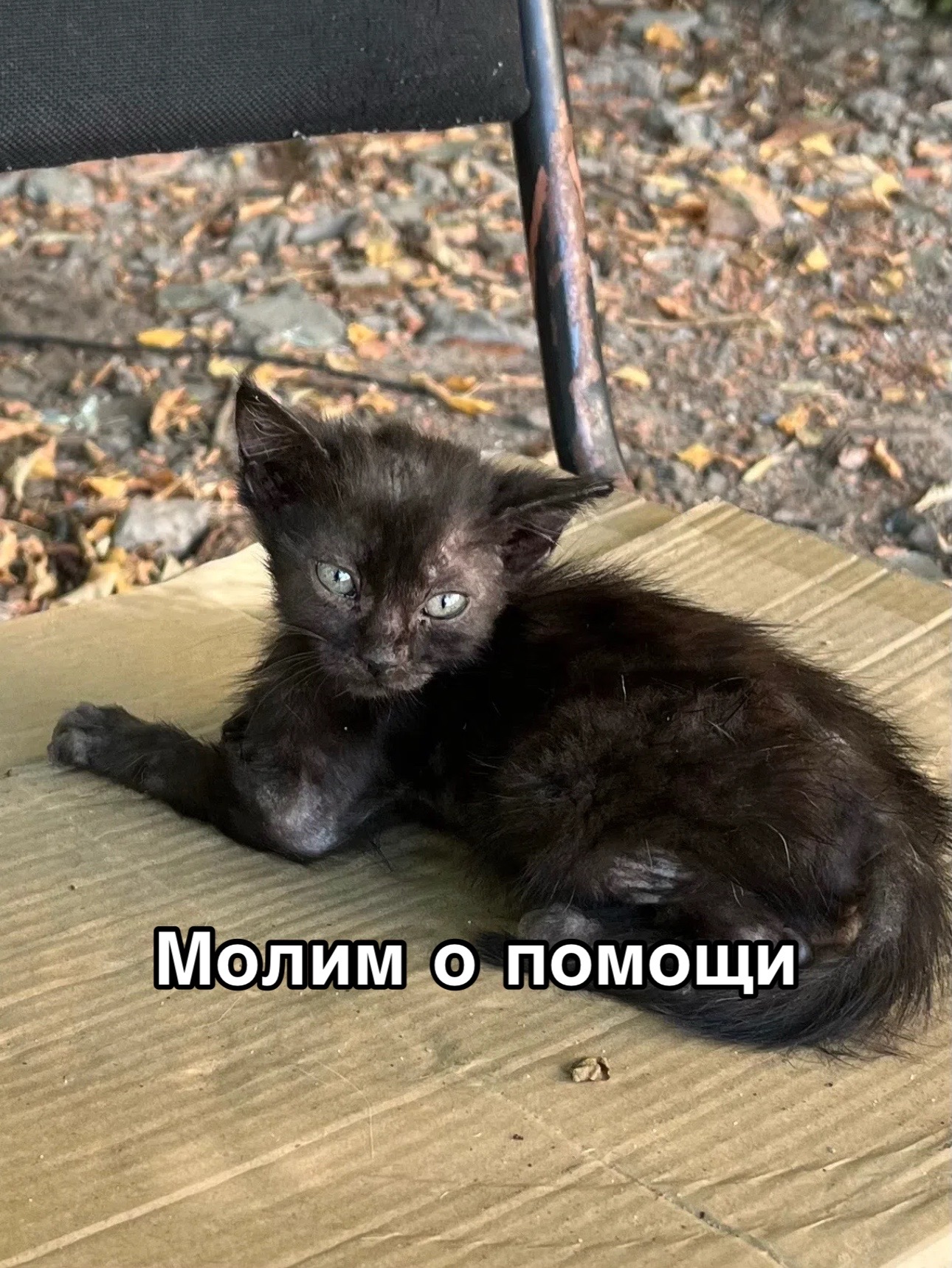 @Приют Потеряшка