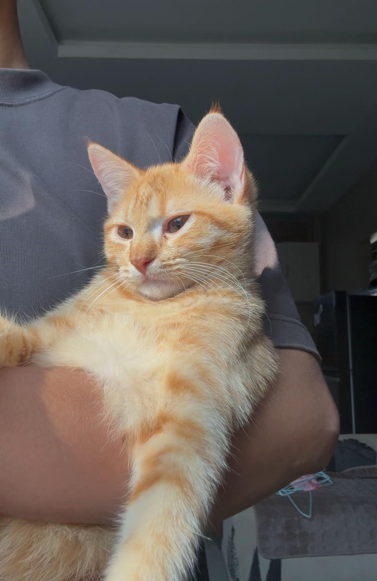 @It’s MEow