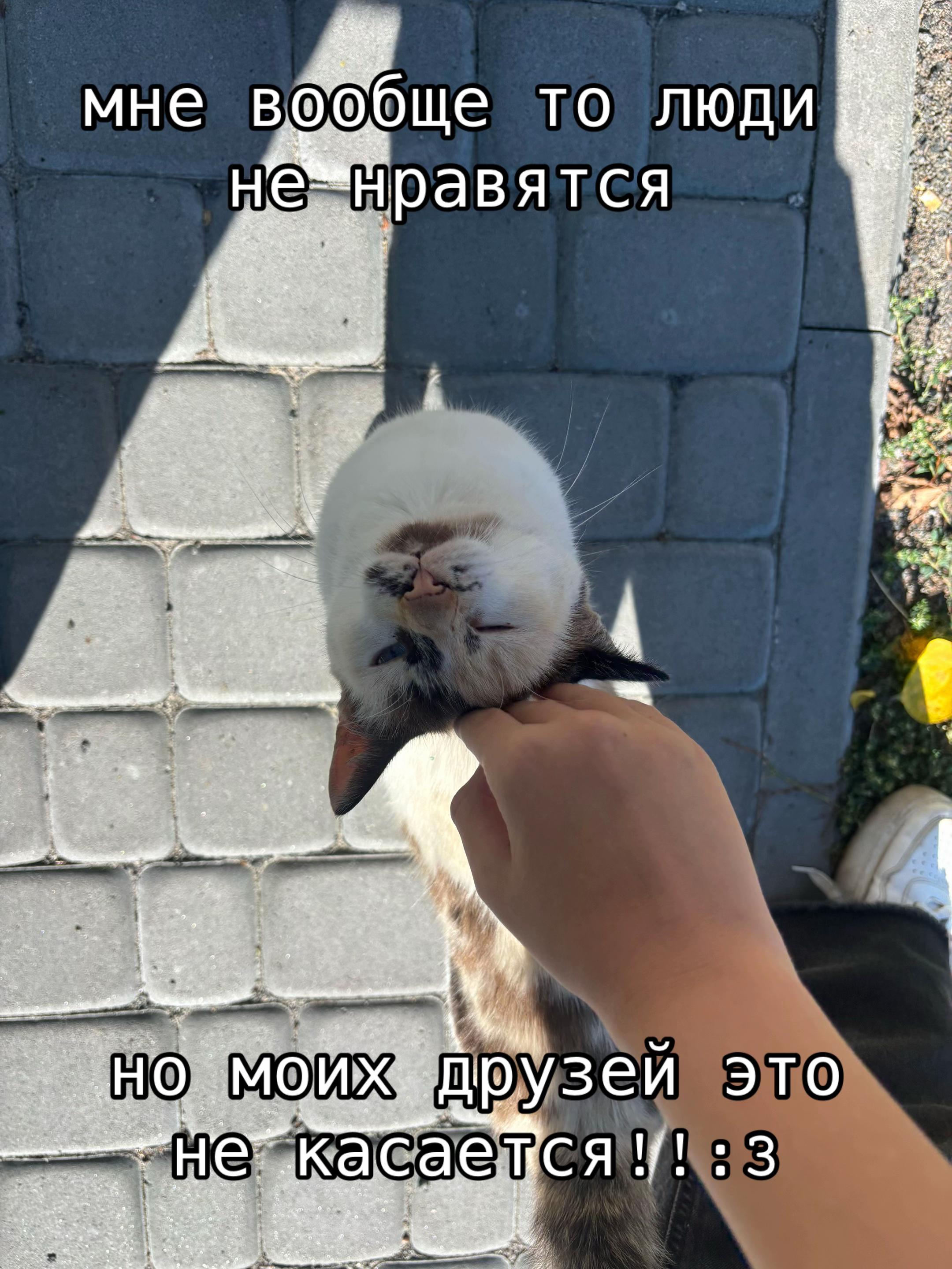 @-Чᴀʙᴏшᴇʜьᴋᴀ!ꨄ