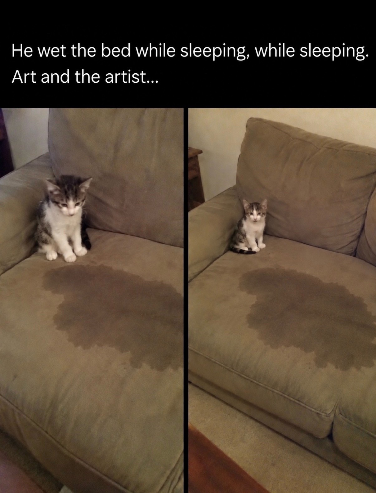 @cat memes