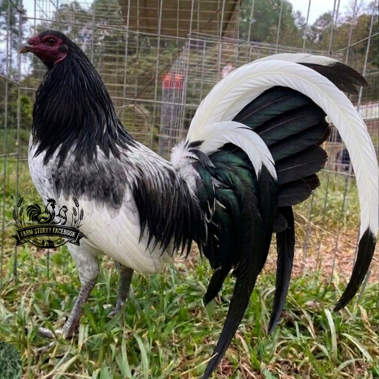 @Gamefowl Story