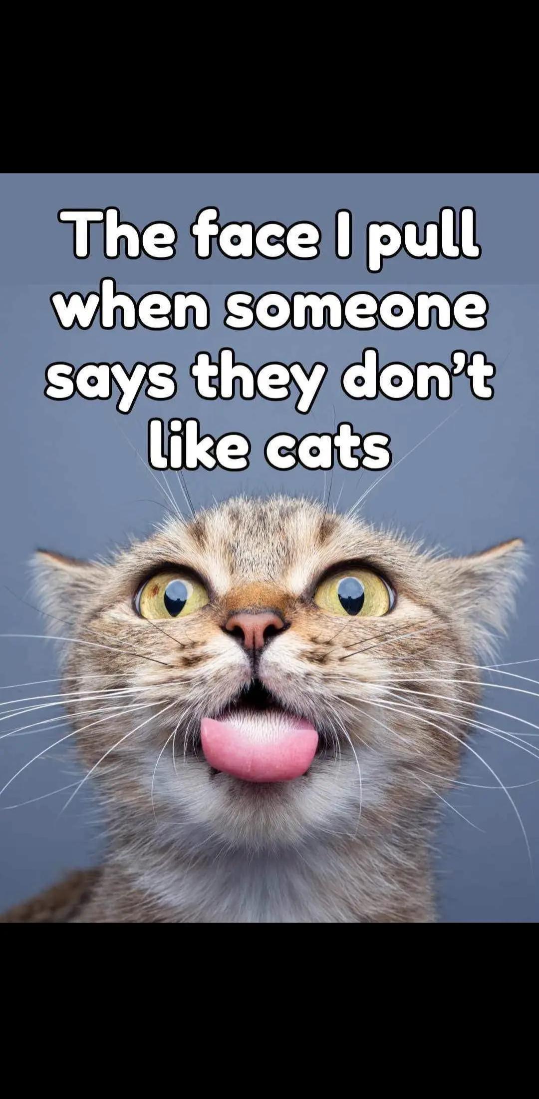 @Lisa C 🐱