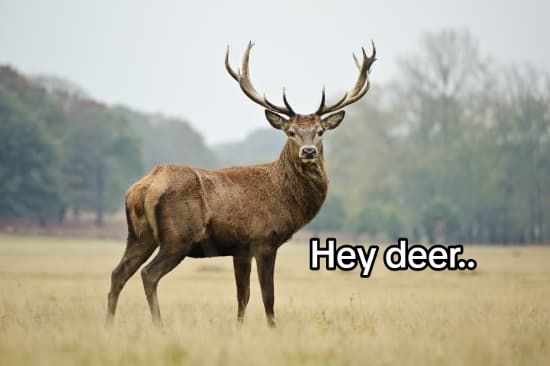 @dark_animals