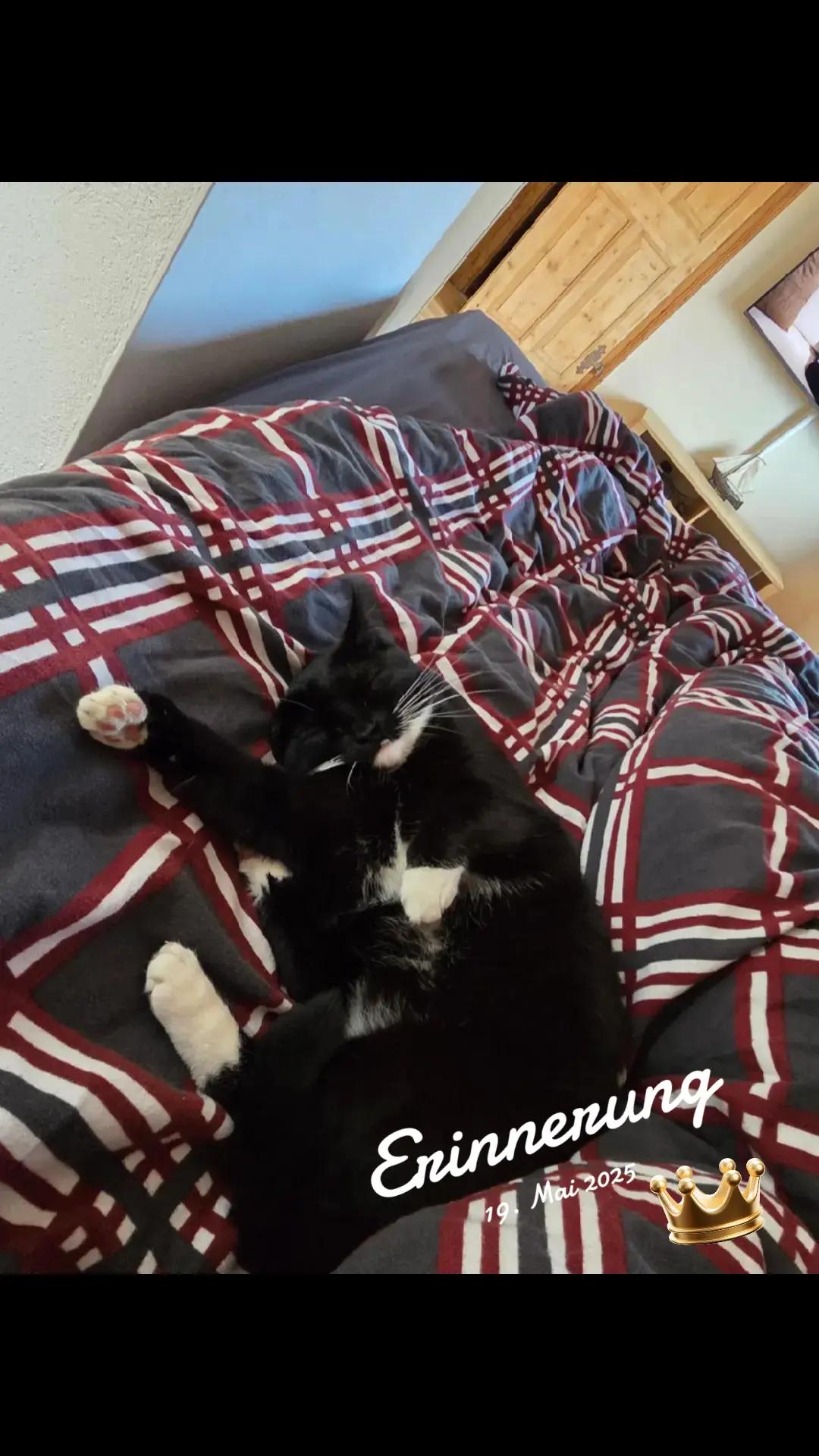 @👑😼Malia Die Königin😼👑