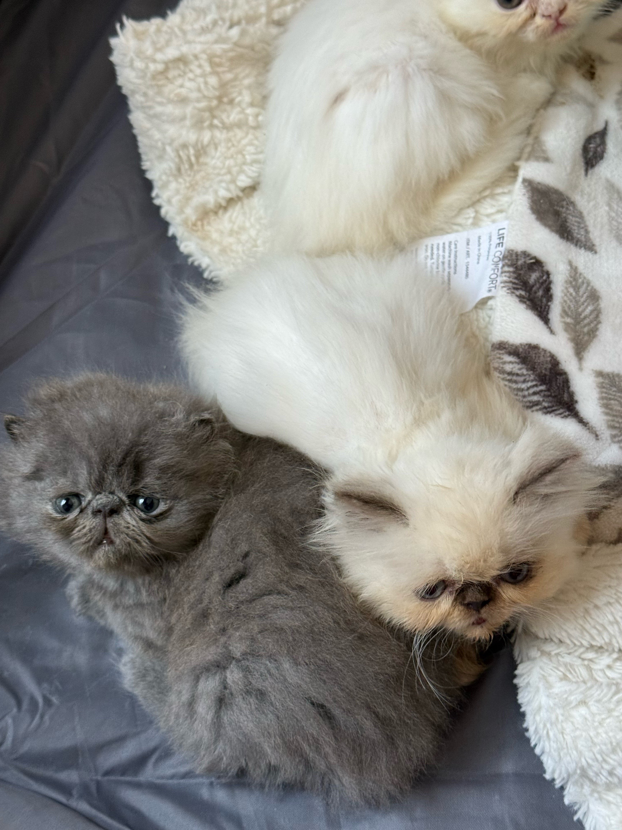 @PersianKitten