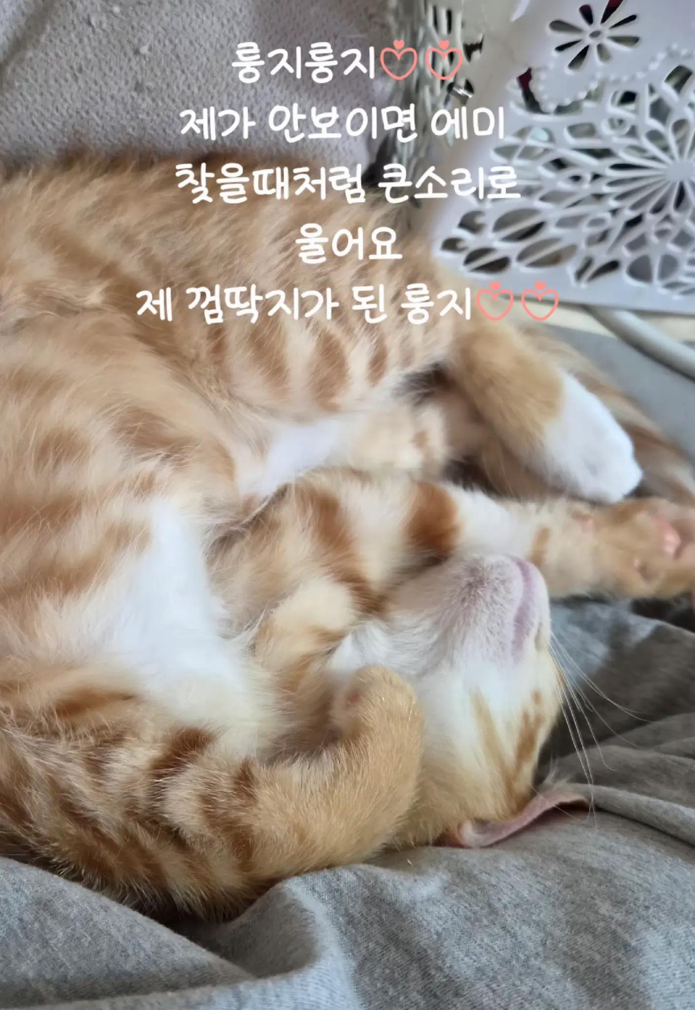 @🩵냥냥이하우스 13냥3멍💜