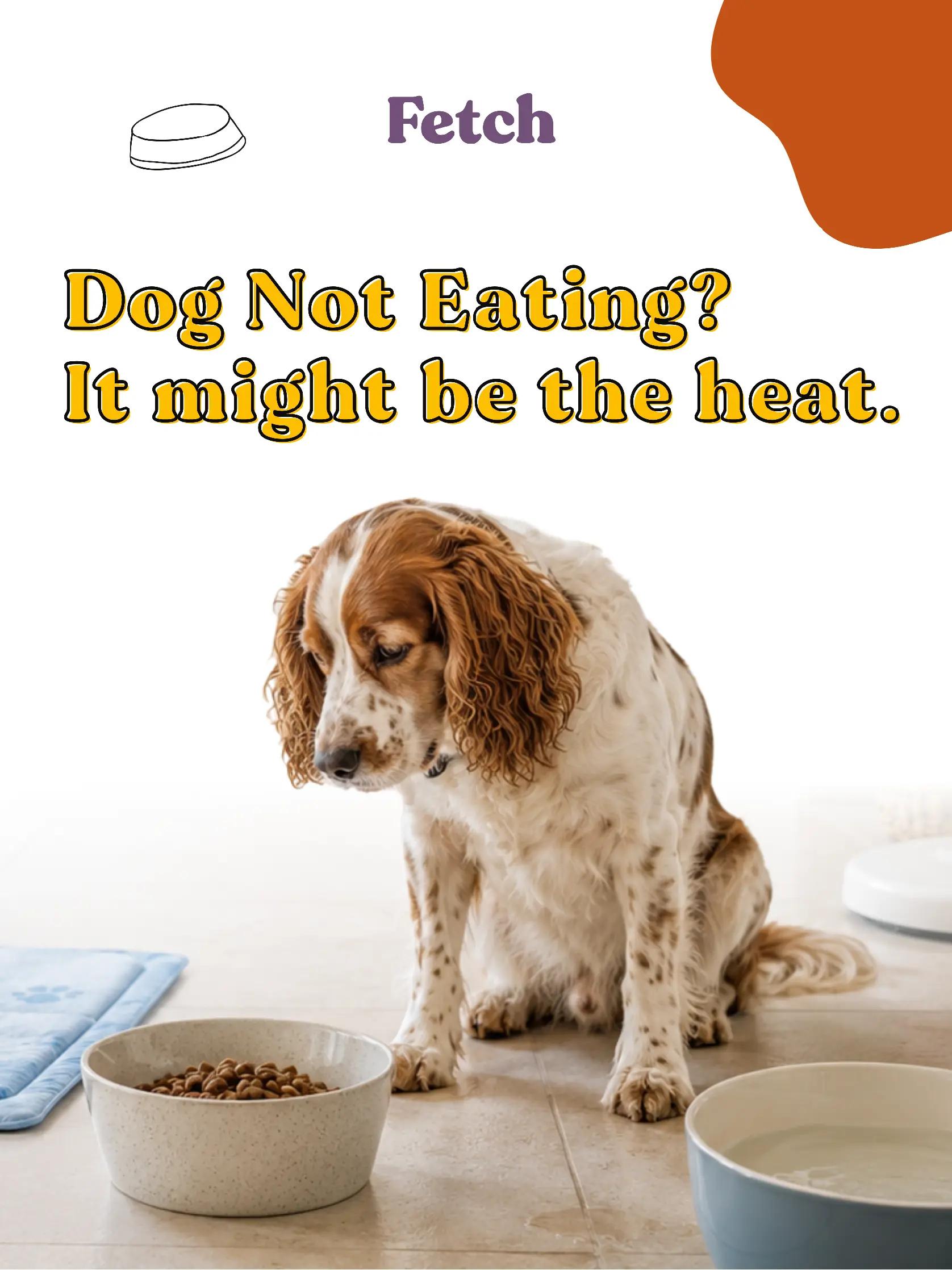 @Fetch Your Pet Needs