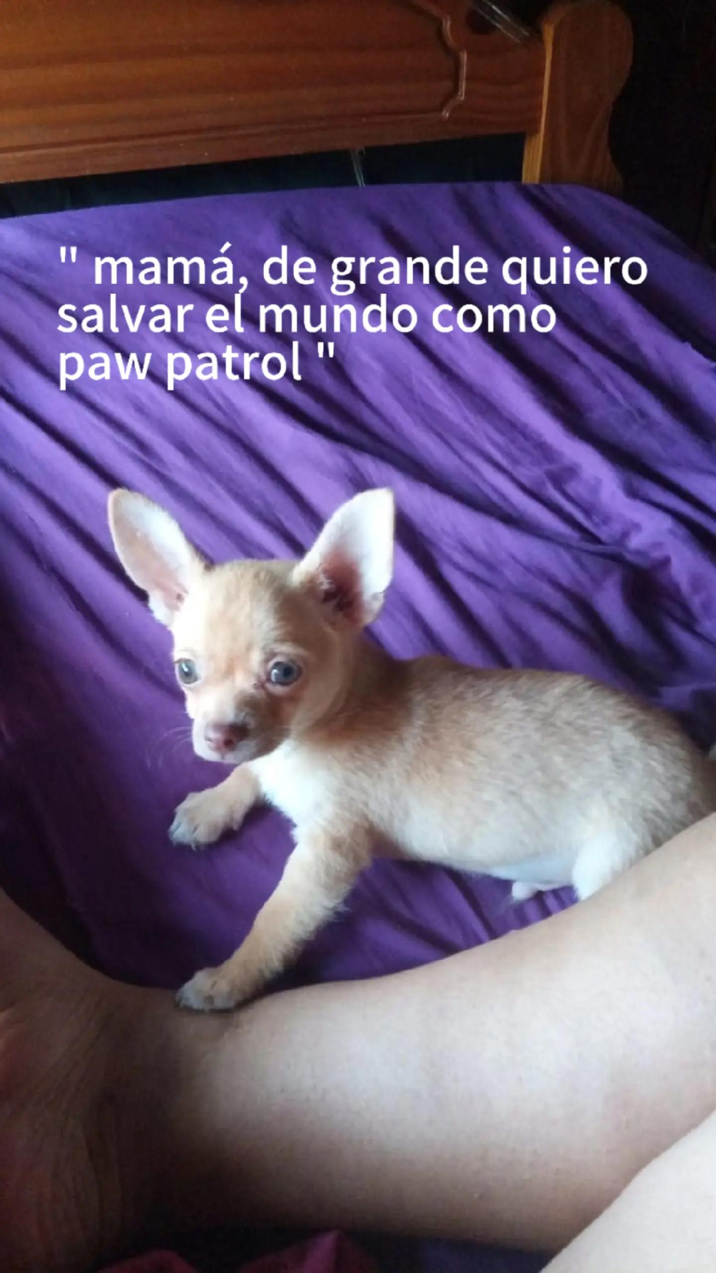 @SoyRamiroG