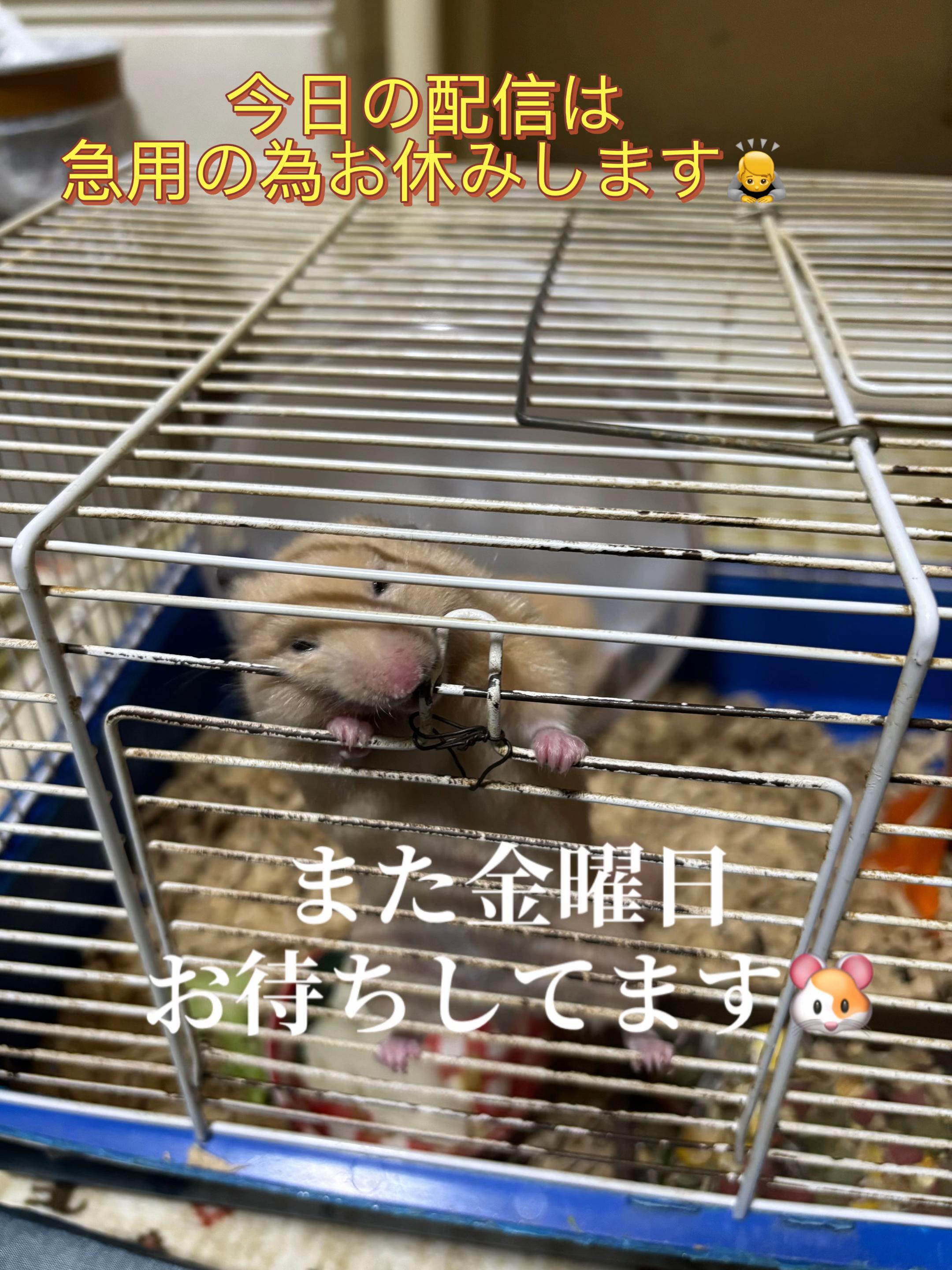 @big mama 🐹🐕🧅💜