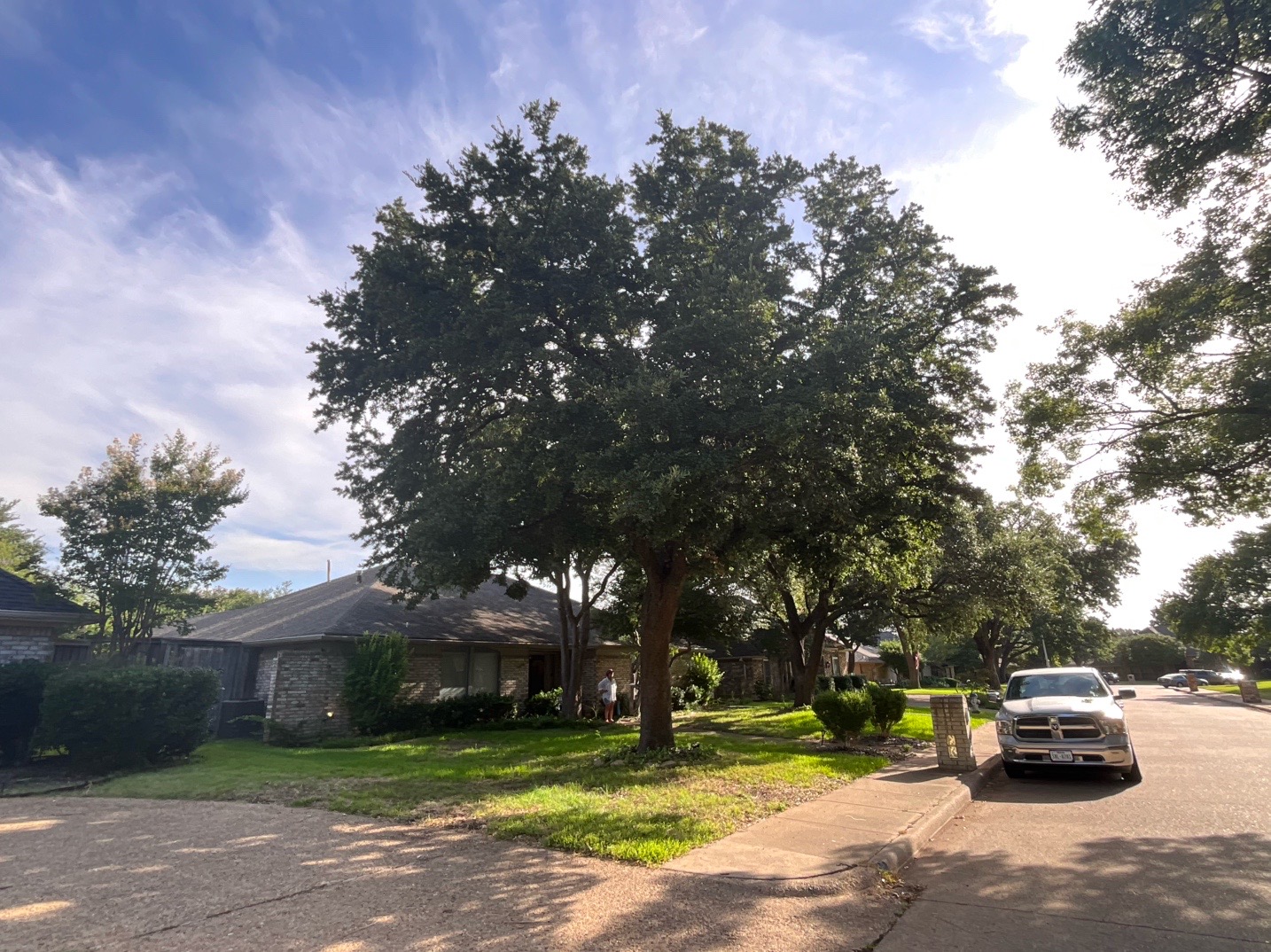 @Live Oak Tree Service