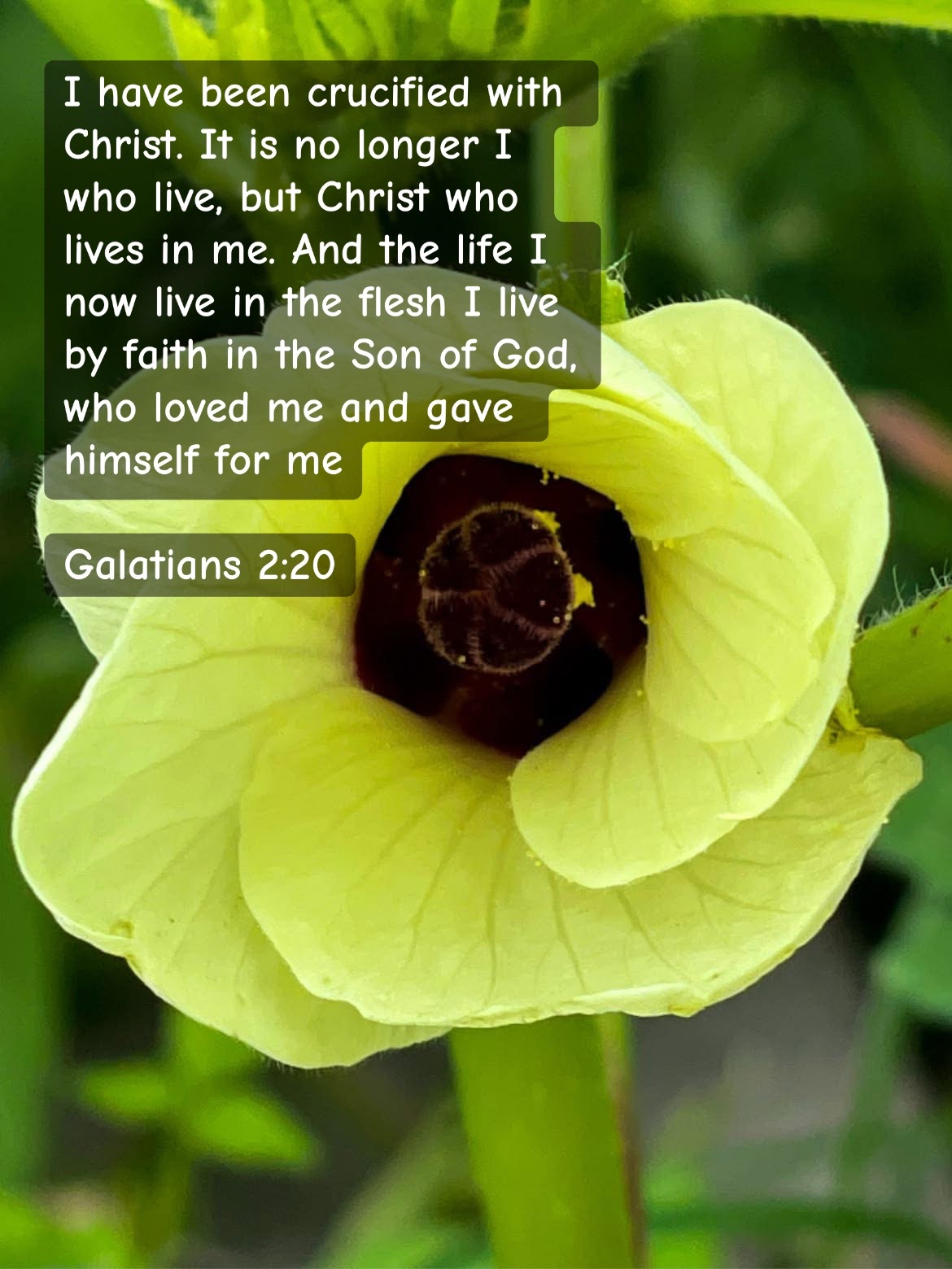 @forgiven_disciple