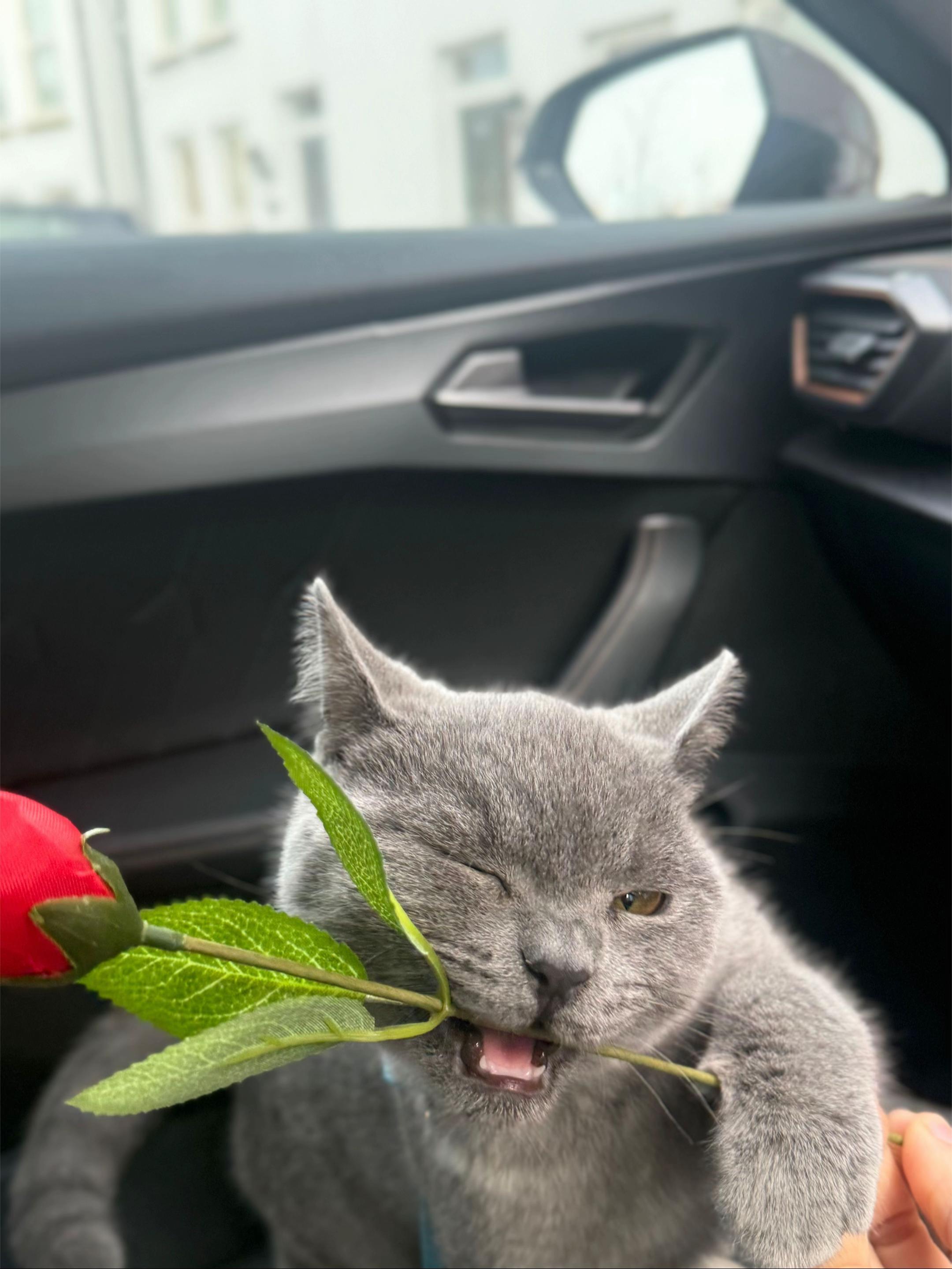 @GooseTheShortHair