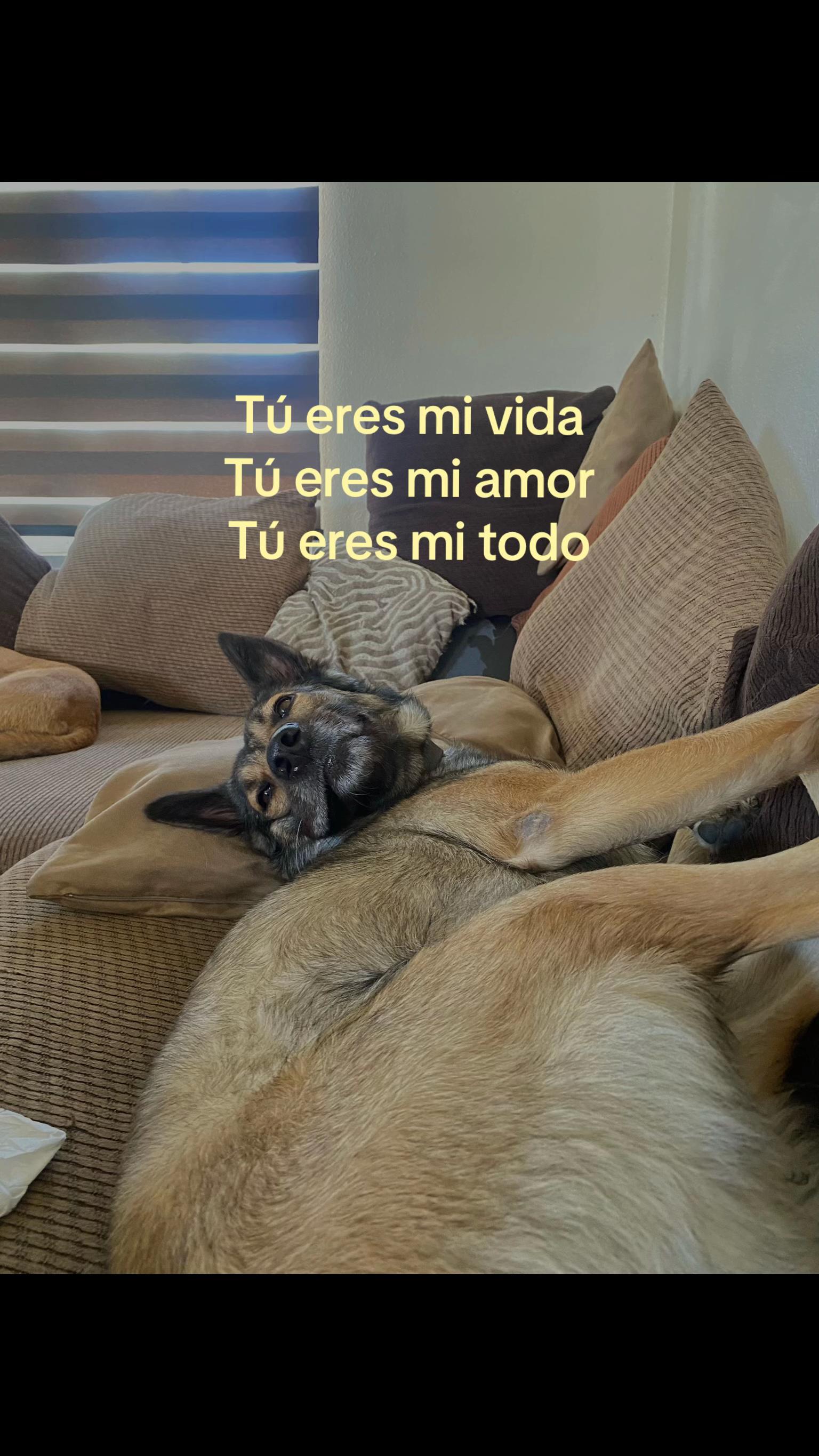 @dianacasss_